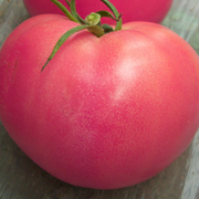 Томат (помидор) розовый